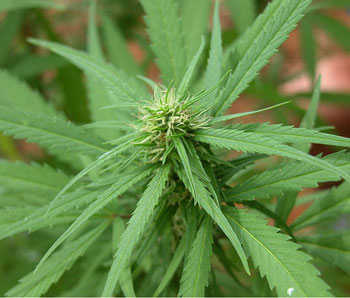 marijuana plant